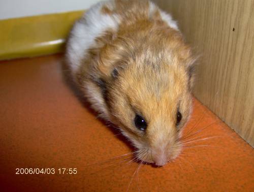 6. Niunia