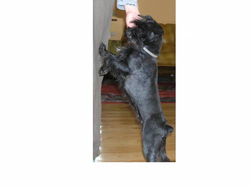 mY dOG:d