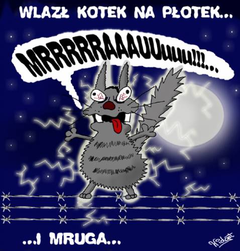 kici kici...