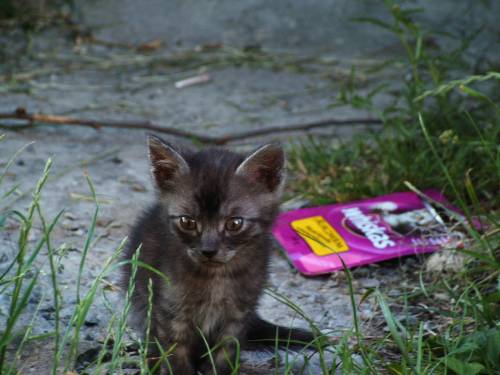 Mj kot kupuje Whiskas...