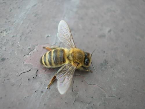 bzzz