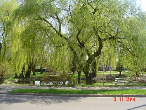 Park