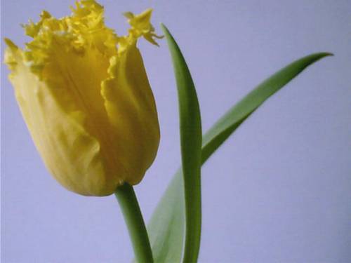 Tulipan ;]