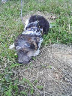 Dasti