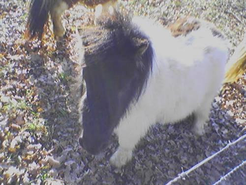 PoNy :))