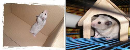ChoMik:*:*