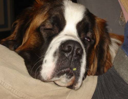 Bessi 