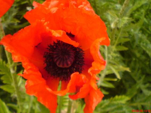 Papaver rhoeas L.