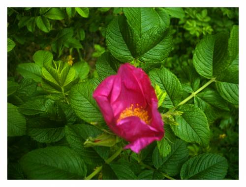 ... Rose ...
