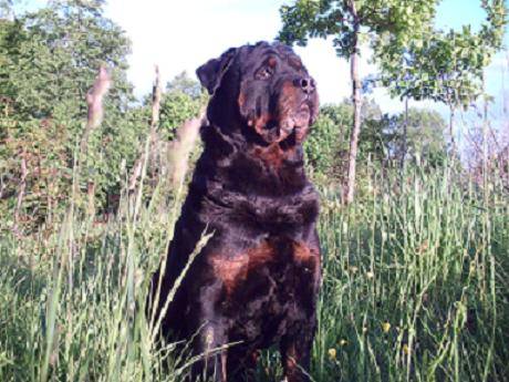 ...oto on moj Dog...