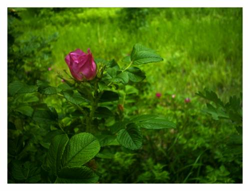 ... Rose vol.2...