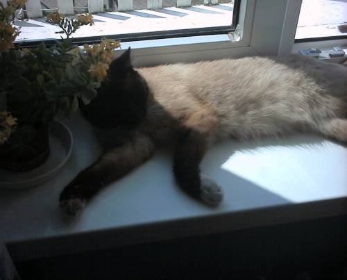 Moja kicia