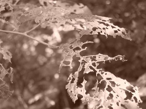 s Blatt