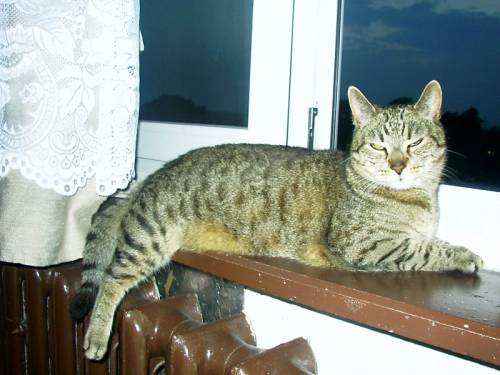 Mj kochany burasek.