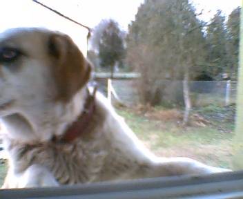 Dog :P