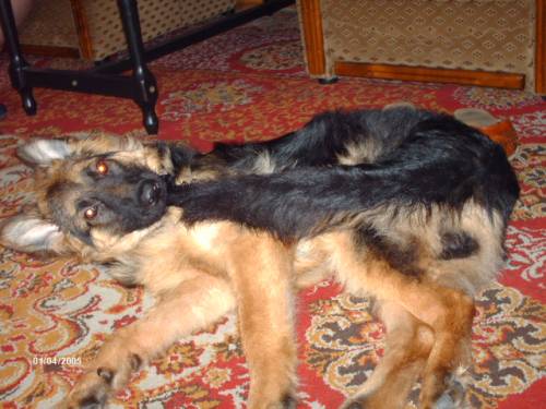 Max vs Ogon