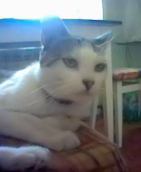 Max
