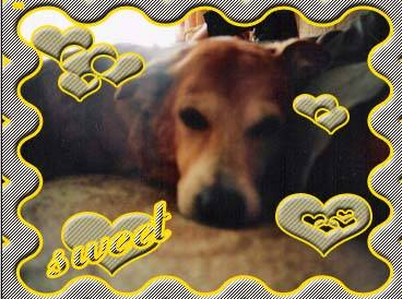 my sweet dog