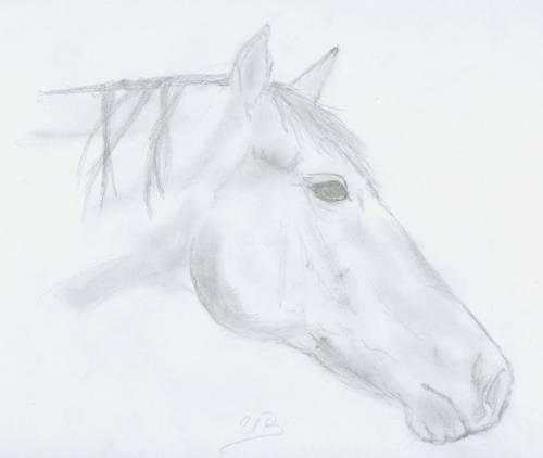 Konik...