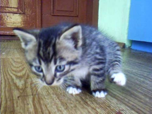 ..::Mj Kotek::..