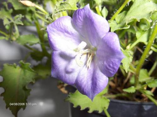 FLOWER