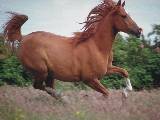KOCHANY  KONIK!!!!!!!!