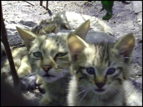 Sad Beauty : Wildcat