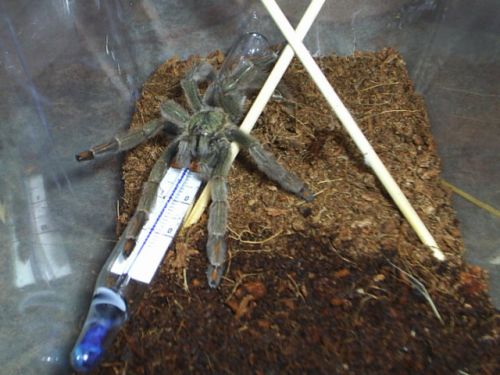 Psalmopoeus Cambridgei