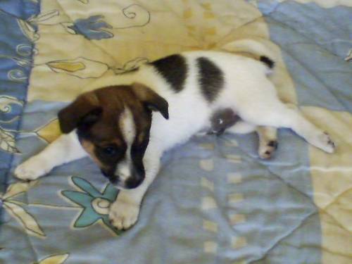 ..::Mj Kochany piesek::..