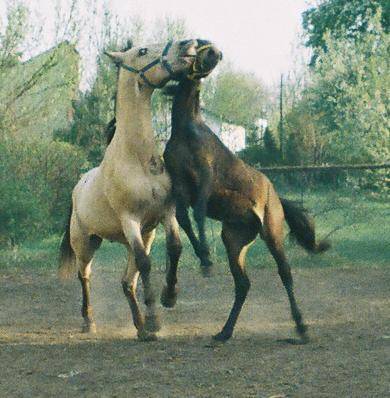 Ataman i Antharo