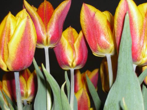 Tulipanki....
