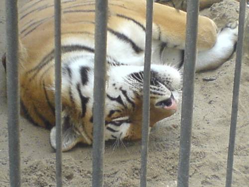 Tygrys w krakowskim zoo
