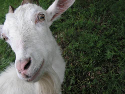 Koza... BEEEEE