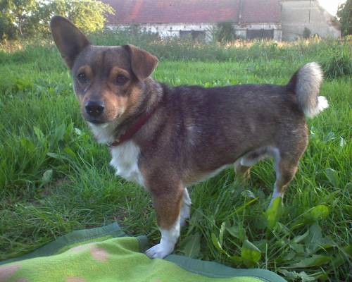 Whrrrau!