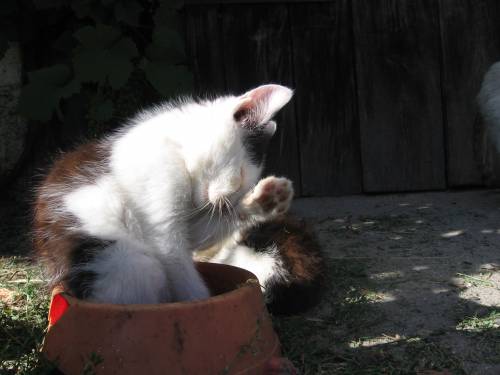Kotek