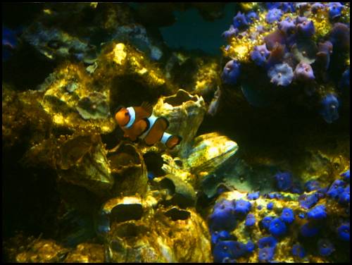 ...Sad Beauty: Underwater...