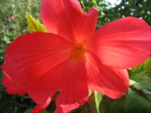 BEGONIA :)