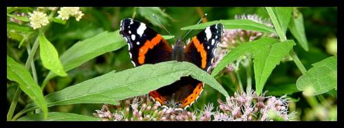 butterfly