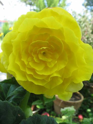 BEGONIA ta :)