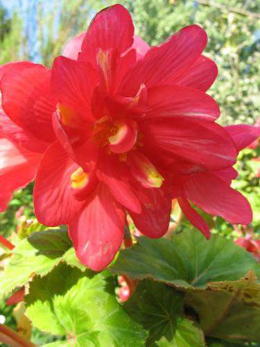 BEGONIA  rowa :D