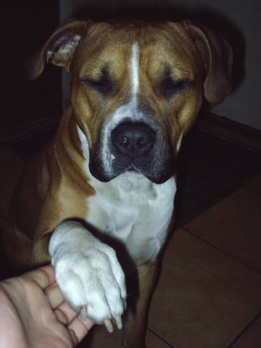Roko