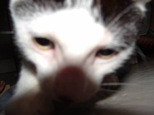 foto2 cat