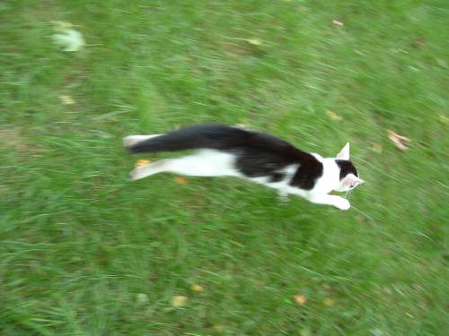cat ;]