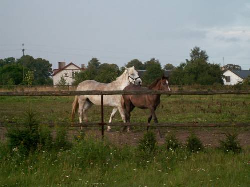 ~Lady & Filipinka~