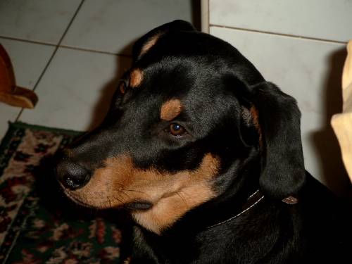 Moj Piesek