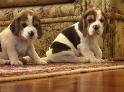 beagle juniory 