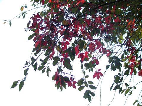 spleceni...