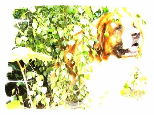 Dog...;D