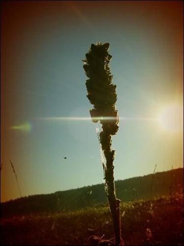 september sun