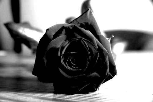 every night in my dreams..